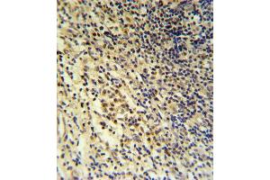 PLA2G7 Antibody (Center) (ABIN653776 and ABIN2843066) IHC analysis in formalin fixed and paraffin embedded tonsil followed by peroxidase conjugation of the secondary antibody and DAB staining.