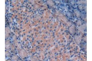 DAB staining on IHC-P; Samples: Rat Pancreas Tissue (Galectin 9 anticorps  (AA 194-322))