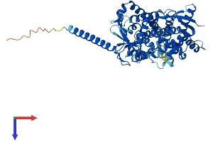 AlphaFold protein structure predicition of Human Recombinant CYP4F3 Protein, UniprotID Q08477