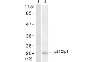Western blot analysis of extract from Hela cell, using p21Cip1 (Ab-145) Antibody (E021149, Lane 1 and 2). (p21 anticorps)