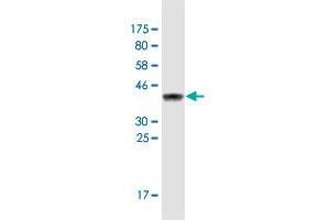 Western Blot detection against Immunogen (36.