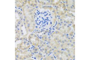 Immunohistochemistry of paraffin-embedded mouse kidney using BNIP3 antibody (ABIN5973321) at dilution of 1/100 (40x lens). (BNIP3 anticorps)