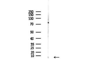 anti-COX17 Cytochrome C Oxidase Assembly Protein 17 (COX17) (N-Term) antibody