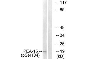 Western Blotting (WB) image for anti-phosphoprotein Enriched in Astrocytes 15 (PEA15) (pSer104) antibody (ABIN1847322) (PEA15 anticorps  (pSer104))