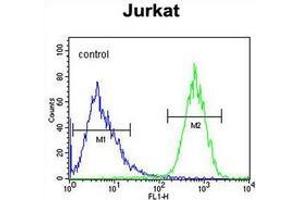 Flow cytometric analysis of Jurkat cells (right histogram) compared to a negative control cell (left histogram) using PRRG3  Antibody , followed by FITC-conjugated goat-anti-rabbit secondary antibodies. (PRRG3 anticorps  (Middle Region))