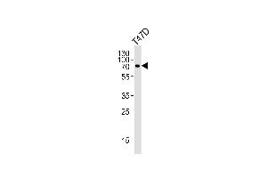 Western blot analysis of lysate from T47D cell line, using IL27RA Antibody (C-term) (ABIN6242398 and ABIN6577444). (IL27 Receptor alpha anticorps  (C-Term))
