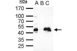 IP Image Oct4 antibody immunoprecipitates Oct4 protein in IP experiments. (OCT4 anticorps)