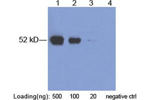 Lane 1-3: AU1-tag fusion protein in 293 cell lysate (~ 52 kD) Lane 4: Negative 293 cell lysate (M0032) Primary Antibody: 2 µg/mL Rabbit Anti-AU1-tag Polyclonal Antibody (ABIN398453) Secondary antibody: Goat Anti-Rabbit IgG (H&L) [HRP] Polyclonal Antibody (ABIN398323, 1: 10,000) The signal was developed with LumiSensorTM HRP Substrate Kit (ABIN769939) (AU1 Epitope Tag anticorps)