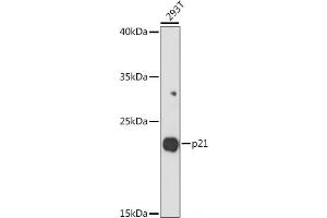Western blot analysis of extracts of 293T cells using p21 Polyclonal Antibody at dilution of 1:1000. (p21 anticorps)