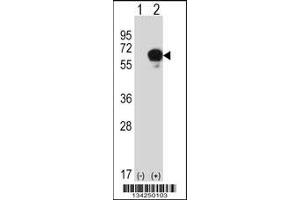 Western blot analysis of DPYSL3 using rabbit polyclonal DPYSL3 Antibody using 293 cell lysates (2 ug/lane) either nontransfected (Lane 1) or transiently transfected (Lane 2) with the DPYSL3 gene. (DPYSL3 anticorps  (C-Term))