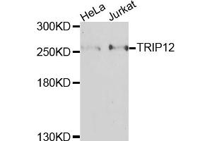 Western blot analysis of extracts of various cell lines, using TRIP12 antibody. (TRIP12 anticorps)