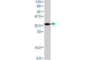 Western Blot detection against Immunogen (36.