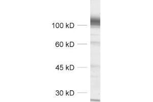 Western Blotting (WB) image for anti-Potassium Voltage-Gated Channel, Shaw-Related Subfamily, Member 1 (KCNC1) (AA 567-585) antibody (ABIN1742490)