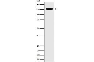 Western blot analysis of NUP155 expression in 293 cell lysate. (Recombinant NUP155 anticorps)