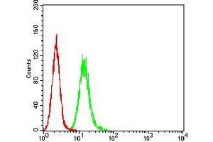 Flow cytometric analysis of Hela cells using RALB mouse mAb (green) and negative control (red).