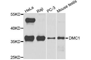 Western blot analysis of extracts of various cell lines, using DMC1 antibody. (DMC1 anticorps  (AA 1-260))