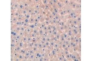 IHC-P analysis of Mouse Tissue, with DAB staining. (Peroxiredoxin 1 anticorps  (AA 1-199))