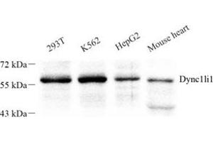 Western blot analysis of Dync1li1 (ABIN7073786) at dilution of 1: 250 (DYNC1LI1 anticorps)