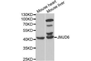 Western blot analysis of extracts of mouse heart and mouse liver cell lines, using JMJD6 antibody. (JMJD6 anticorps)