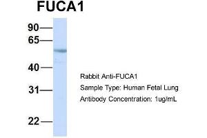 Host: Rabbit  Target Name: FUCA1  Sample Tissue: Human Fetal Lung  Antibody Dilution: 1. (FUCA1 anticorps  (Middle Region))