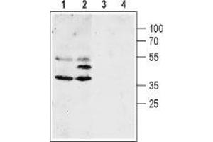 Western blot analysis of mouse (lanes 1 and 3) and rat (lanes 2 and 4) brain lysates: - 1,2. (Aquaporin 4 anticorps  (C-Term, Intracellular))