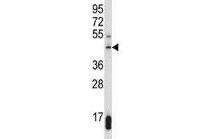 SUV39H1 antibody western blot analysis in 293 lysate. (SUV39H1 anticorps  (AA 79-108))