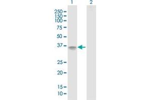 Western Blot analysis of IL2RA expression in transfected 293T cell line by IL2RA MaxPab polyclonal antibody.