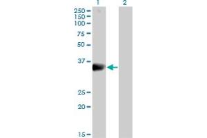 Western Blot analysis of DARC expression in transfected 293T cell line by DARC MaxPab polyclonal antibody. (DARC anticorps  (AA 1-336))