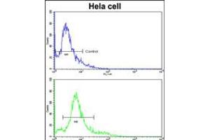 Flow cytometric analysis of hela cells using HMGCS1 Antibody (bottom histogram) compared to a negative control cell (top histogram).