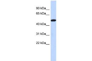 WB Suggested Anti-TRIML2 Antibody Titration: 0. (TRIML2 anticorps  (Middle Region))