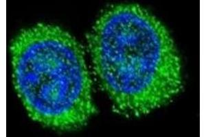 Confocal immunofluorescent analysis of NPC1 antibody with 293 cells followed by Alexa Fluor 488-conjugated goat anti-rabbit lgG (green).