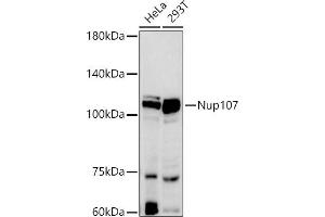 Western blot analysis of extracts of various cell lines, using Nup107 antibody (ABIN7269039) at 1:500 dilution. (NUP107 anticorps)
