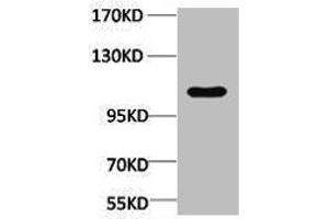 Western blot analysis of Maize, diluted at 1:4000. (CNDP2 anticorps)