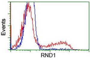 HEK293T cells transfected with either RC205535 overexpress plasmid (Red) or empty vector control plasmid (Blue) were immunostained by anti-RND1 antibody (ABIN2453602), and then analyzed by flow cytometry. (RND1 anticorps)