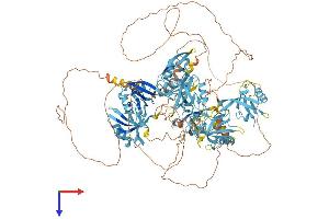 AlphaFold protein structure predicition of Mouse Recombinant Grip1 Protein, UniprotID Q925T6