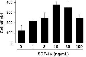 Migration assay with 3T3 mouse cells (CXCL12 Protéine)