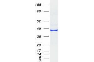 Validation with Western Blot