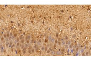 Detection of GAPDH in Mouse Cerebrum Tissue using Anti-Glyceraldehyde-3-Phosphate Dehydrogenase (GAPDH) Monoclonal Antibody