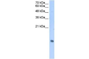 HIST2H2AA3 antibody used at 2.