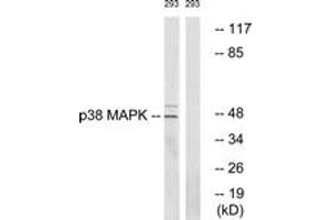 Western Blotting (WB) image for anti-Mitogen-Activated Protein Kinase 14 (MAPK14) (AA 288-337) antibody (ABIN2888769) (MAPK14 anticorps  (AA 288-337))