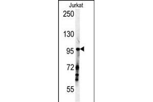 SG1 Antibody (N-term) (ABIN651886 and ABIN2840439) western blot analysis in Jurkat cell line lysates (35 μg/lane). (SPAG1 anticorps  (N-Term))