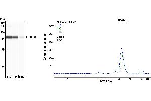 anti-Mdm4-binding Protein (MDM4) (AA 125-175) antibody