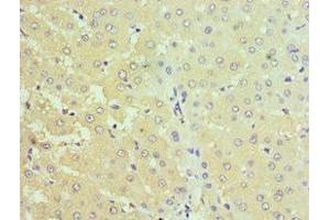 Immunohistochemistry of paraffin-embedded human liver tissue using ABIN7170690 at dilution of 1:100 (Stanniocalcin 1 anticorps  (AA 18-247))