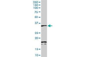 SDCBP MaxPab rabbit polyclonal antibody.
