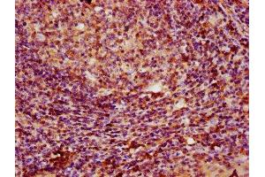 IHC image of ABIN7163751 diluted at 1:100 and staining in paraffin-embedded human tonsil tissue performed on a Leica BondTM system.