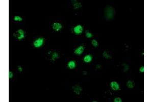 Anti-RBBP7 mouse monoclonal antibody (ABIN2455359) immunofluorescent staining of COS7 cells transiently transfected by pCMV6-ENTRY RBBP7 (RC217969). (RBBP7 anticorps)