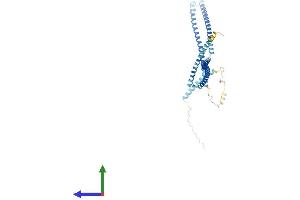 AlphaFold protein structure predicition of Mouse Recombinant Ccdc113 Protein, UniprotID Q8C5T8
