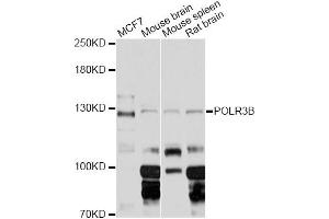 Western blot analysis of extracts of various cell lines, using POLR3B Antibody (ABIN6293464) at 1:3000 dilution. (POLR3B anticorps)