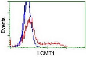 Image no. 9 for anti-Leucine Carboxyl Methyltransferase 1 (LCMT1) antibody (ABIN1499107) (LCMT1 anticorps)