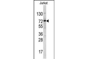 Western blot analysis of NKRF antibody in Jurkat cell line lysates (35ug/lane)